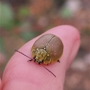 Paropsis porosa at Bungendore, NSW - suppressed