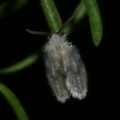 Psychodidae sp. (family) (Moth Fly, Drain Fly) at Freshwater Creek, VIC - 1 Aug 2020 by WendyEM