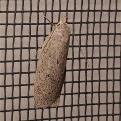 Chezala privatella (A Concealer moth) at Freshwater Creek, VIC - 19 Sep 2020 by WendyEM