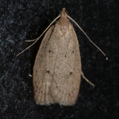 Chezala privatella (A Concealer moth) at Freshwater Creek, VIC - 19 Sep 2020 by WendyEM