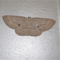 Poecilasthena anthodes (Orange-grounded Delicate) at Freshwater Creek, VIC - 19 Sep 2020 by WendyEM