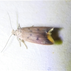 Tachystola acroxantha (A Concealer moth) at Belconnen, ACT - 3 Nov 2024 by JohnGiacon