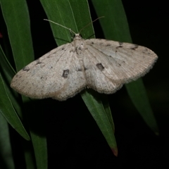 Poecilasthena scoliota (A Geometer moth (Larentiinae)) at Freshwater Creek, VIC - 19 Sep 2020 by WendyEM