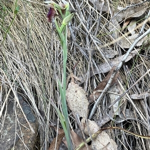 Calochilus platychilus at Acton, ACT - suppressed