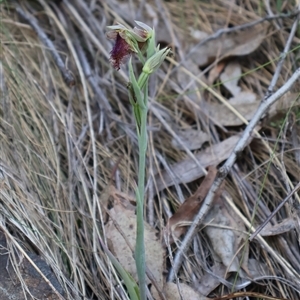 Calochilus platychilus at Acton, ACT - suppressed