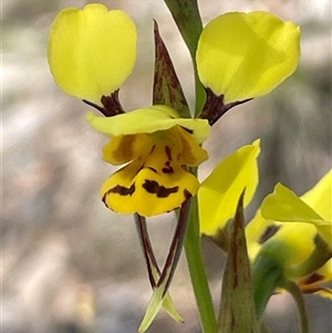 Diuris sulphurea at O'Connor, ACT - suppressed