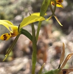 Diuris sulphurea at O'Connor, ACT - suppressed