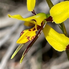 Diuris sulphurea at O'Connor, ACT - suppressed