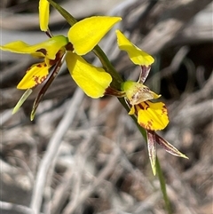 Diuris sulphurea at O'Connor, ACT - suppressed