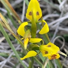 Diuris sulphurea at O'Connor, ACT - suppressed