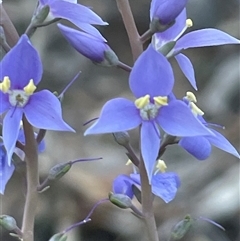 Veronica perfoliata at Acton, ACT - 3 Nov 2024