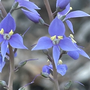 Veronica perfoliata at Acton, ACT - 3 Nov 2024