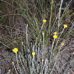 Chrysocephalum semipapposum (Clustered Everlasting) at Acton, ACT - 3 Nov 2024 by Clarel