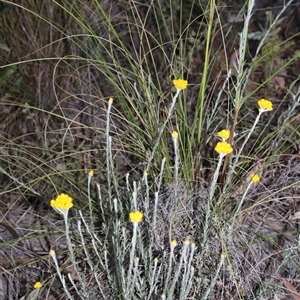 Chrysocephalum semipapposum at Acton, ACT - 3 Nov 2024