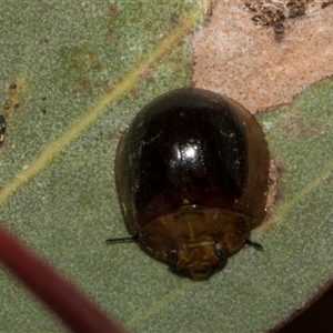 Paropsisterna cloelia at Nicholls, ACT - 1 Nov 2024