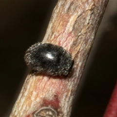 Coccinellidae (family) (Unidentified lady beetle) at Nicholls, ACT - 1 Nov 2024 by AlisonMilton