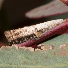 Chaetophyes compacta (Tube spittlebug) at Nicholls, ACT - 31 Oct 2024 by AlisonMilton