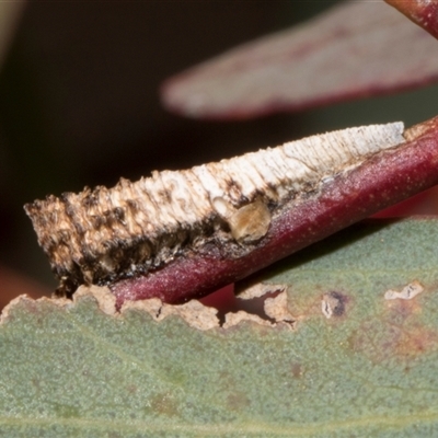 Chaetophyes compacta (Tube spittlebug) at Nicholls, ACT - 31 Oct 2024 by AlisonMilton