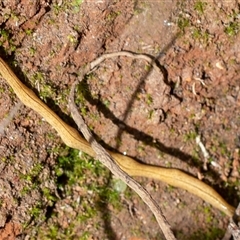 Australopacifica lucasi (A flatworm) at Uriarra, NSW - 3 Nov 2024 by Sarah2019
