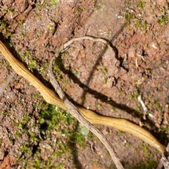 Australopacifica lucasi (A flatworm) at Uriarra, NSW - 2 Nov 2024 by Sarah2019