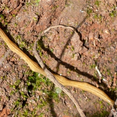 Australopacifica lucasi (A flatworm) at Uriarra, NSW - 2 Nov 2024 by Sarah2019