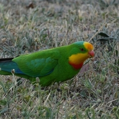 Polytelis swainsonii (Superb Parrot) at Forde, ACT - 3 Nov 2024 by SteveBorkowskis