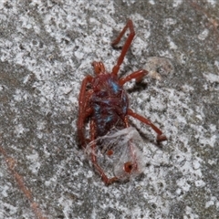 Rainbowia sp. (genus) (A mite) at Nicholls, ACT - 31 Oct 2024 by AlisonMilton