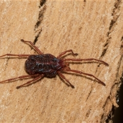 Rainbowia sp. (genus) (A mite) at Nicholls, ACT - 31 Oct 2024 by AlisonMilton