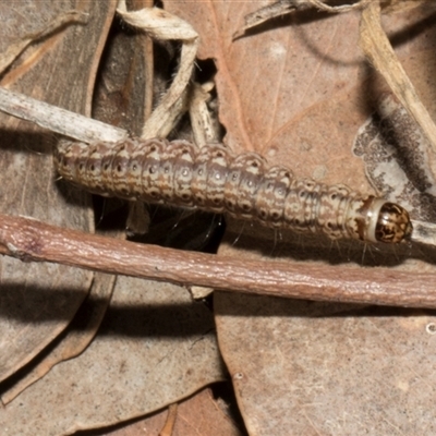 Lepidoptera unclassified IMMATURE (caterpillar or pupa or cocoon) at Nicholls, ACT - 1 Nov 2024 by AlisonMilton