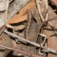 Lepidoptera unclassified IMMATURE at Nicholls, ACT - 1 Nov 2024 09:52 AM