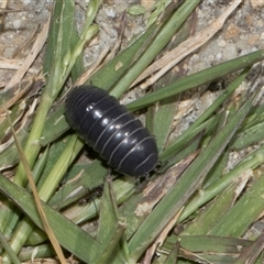 Armadillidium vulgare (Slater bug, woodlouse, pill bug, roley poley) at Nicholls, ACT - 1 Nov 2024 by AlisonMilton