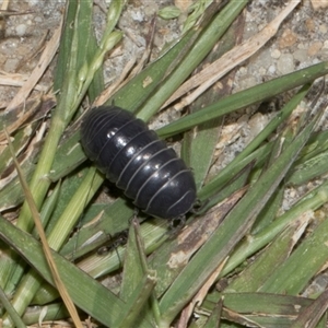 Armadillidium vulgare at Nicholls, ACT - 1 Nov 2024 09:40 AM