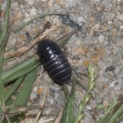 Armadillidium vulgare at Nicholls, ACT - 1 Nov 2024