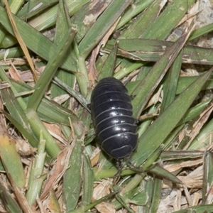 Armadillidium vulgare at Nicholls, ACT - 1 Nov 2024 09:40 AM