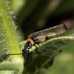 Chauliognathus lugubris (Plague Soldier Beetle) at Nicholls, ACT - 31 Oct 2024 by AlisonMilton