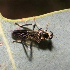 Exaireta spinigera (Garden Soldier Fly) at Nicholls, ACT - 31 Oct 2024 by AlisonMilton