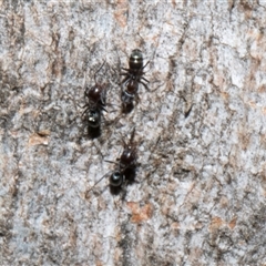 Iridomyrmex sp. (genus) (Ant) at Nicholls, ACT - 1 Nov 2024 by AlisonMilton