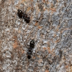 Iridomyrmex sp. (genus) at Nicholls, ACT - 1 Nov 2024 08:36 AM