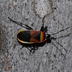 Dindymus versicolor at Nicholls, ACT - 1 Nov 2024