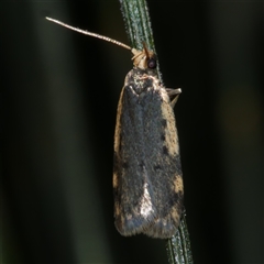 Hoplostega ochroma (a Eulechria Group moth) at Freshwater Creek, VIC - 20 Sep 2020 by WendyEM