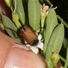 Phyllotocus rufipennis (Nectar scarab) at Nicholls, ACT - 1 Nov 2024 by AlisonMilton