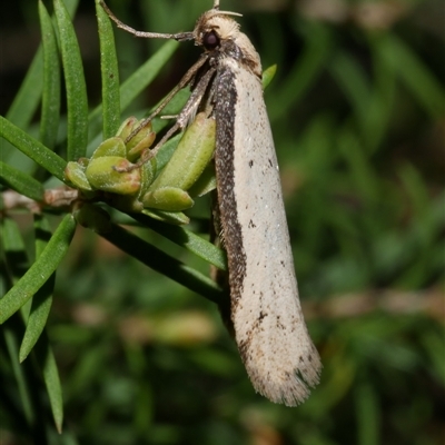 Philobota xiphostola at Freshwater Creek, VIC - 20 Sep 2020 by WendyEM