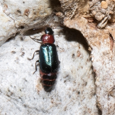 Melyridae (family) (Soft-winged flower beetle) at Nicholls, ACT - 31 Oct 2024 by AlisonMilton