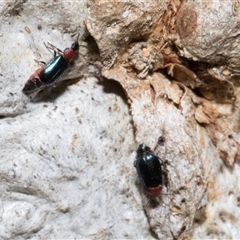 Melyridae (family) at Nicholls, ACT - 1 Nov 2024 09:12 AM