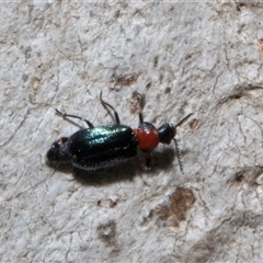 Melyridae (family) at Nicholls, ACT - 1 Nov 2024 09:12 AM