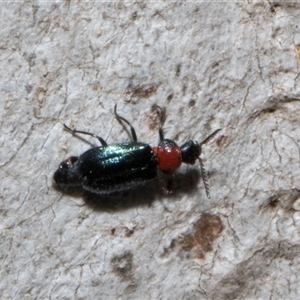 Melyridae (family) at Nicholls, ACT - 1 Nov 2024