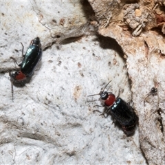 Melyridae (family) at Nicholls, ACT - 1 Nov 2024 09:12 AM