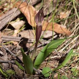 Chiloglottis sp. at Uriarra, NSW - suppressed