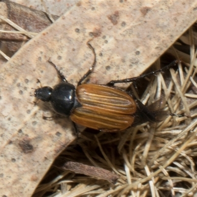 Phyllotocus rufipennis (Nectar scarab) at Nicholls, ACT - 1 Nov 2024 by AlisonMilton