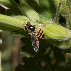 Simosyrphus grandicornis (Common hover fly) at Nicholls, ACT - 31 Oct 2024 by AlisonMilton